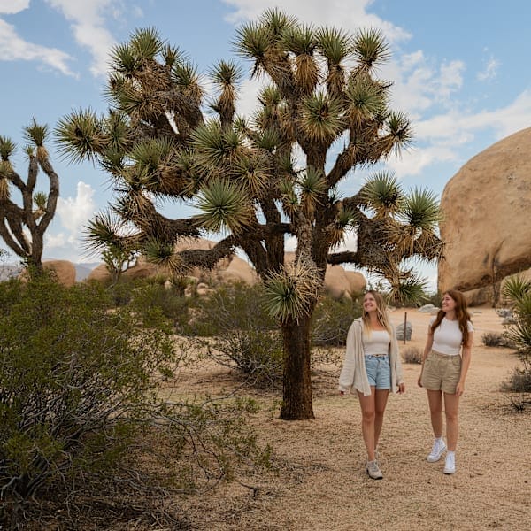 Explore California: Roadtrip Dreams & National Wonders!