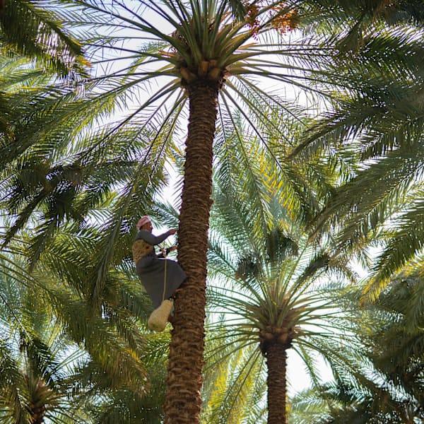 Saudi-Arabien Bucketlist: Desert Secrets, Souks & Skylines 