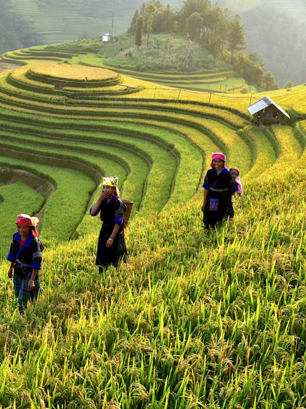 Vietnam Intense