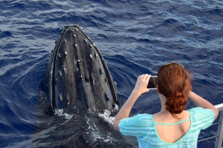 Dolphin and whale watching in Hermanus Bay thumbnail