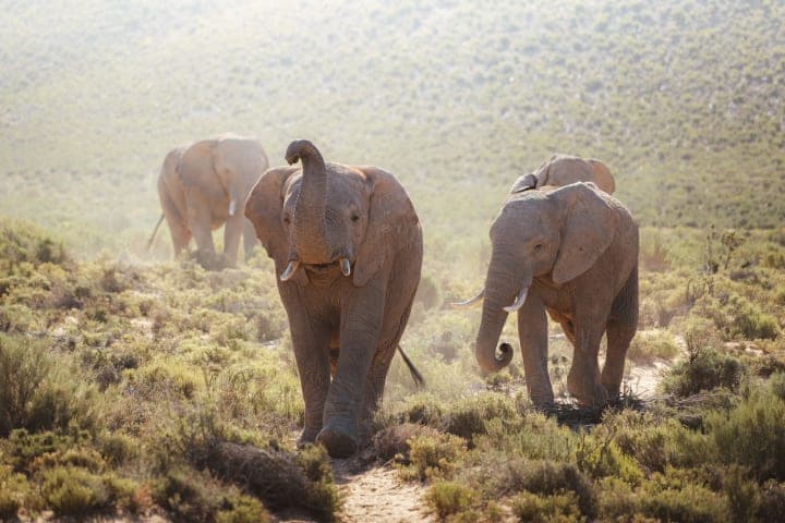 Game drive in the Aquila Game Reserve thumbnail